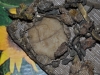 DSC_0343 (14)