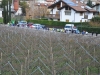 2-DSC_0250 (13)
