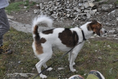 rifpetrarca_02082015-40