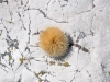 ZDSC_0274 (12)