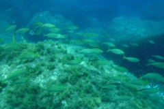 DSCF2166